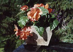 Photo of salmon colored Begonia basket